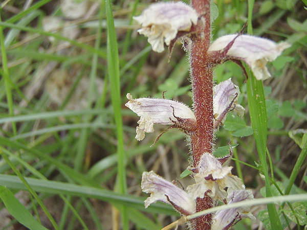 Pianta 1 (Orobanchaceae?)